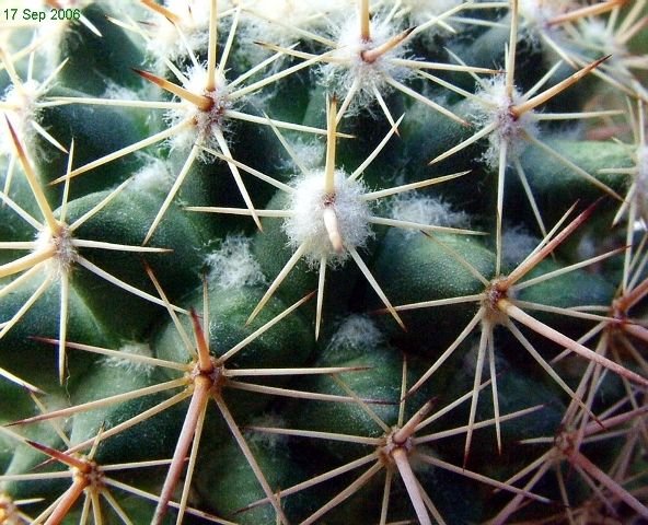 Mammillaria_ tayloriorum_ 06